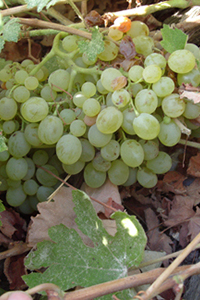 Athiri Greek Grape Variety