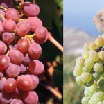 Exploring Traditional Greek Wine Varieties