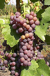 Moschofilero Greek Grape Variety