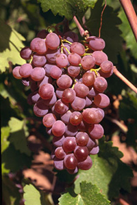Roditis Greek Grape Variety