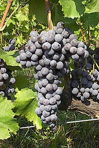 Xinomavro Greek Grape Variety