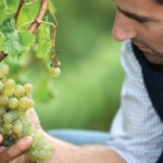 Understanding Italian Wines