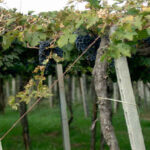 Caldora Vini